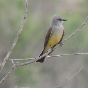 western kingbird