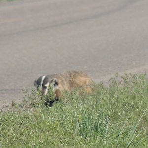 badger