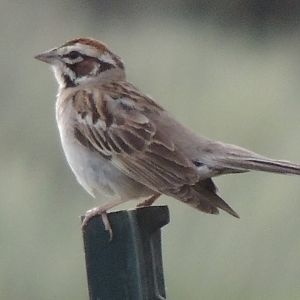 lark sparrow