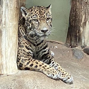 Mesker Park Zoo July 12, 2020