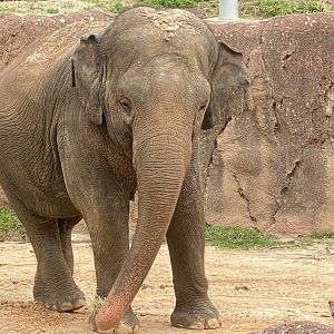 Busch Gardens Tampa April 2, 2022