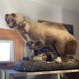 Taxidermy Wolverine in Gift Shop