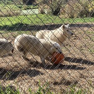 Wolves with Jack O Lantern Pumpkin Halloween Enrichment