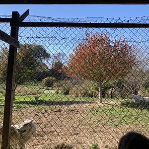 Wolf Enclosure 2 (2+ acres)