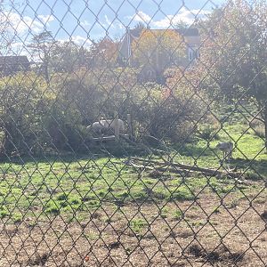 Wolf Enclosure 2 (2+ acres)