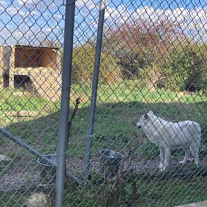 Wolf Enclosure 3
