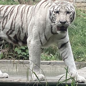 White Tiger