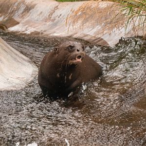 Giant Otter