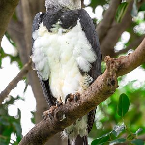Harpy Eagle