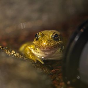 Mountain Yellow Legged Frog