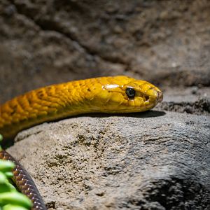 Cape Cobra
