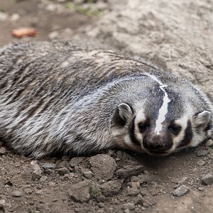 American Badger