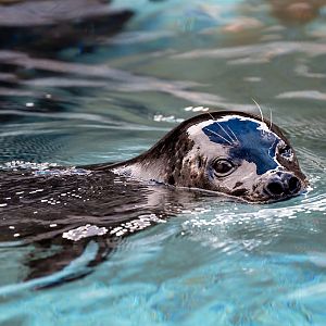 Harbor Seal