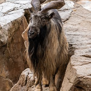 Tadjik Markhor