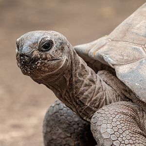 Aldabra Tortoise