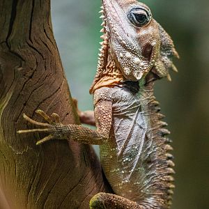 Boyd’s Forest Dragon