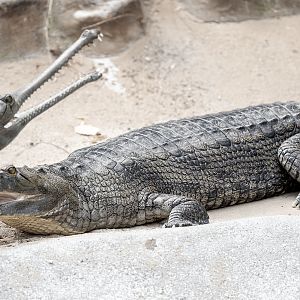 Indian Gharial