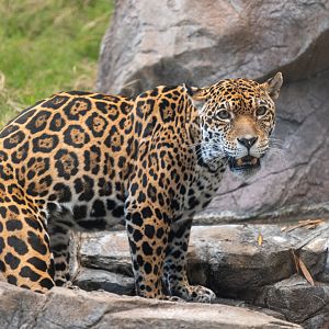 Johar the Jaguar