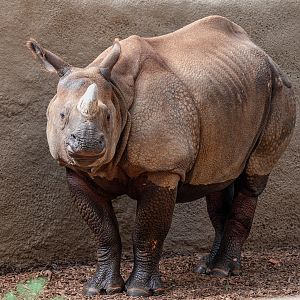Marshall the Greater One Horned Rhinoceros