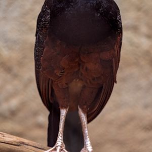 Blue Billed Currasow