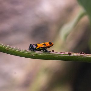 Mimic Poison Frog