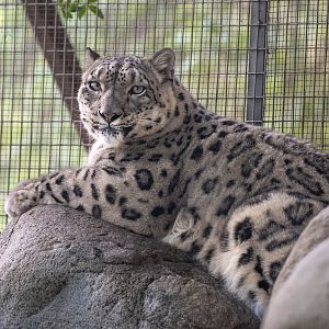 Georgina the Snow Leopard