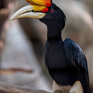Rhinoceros Hornbill