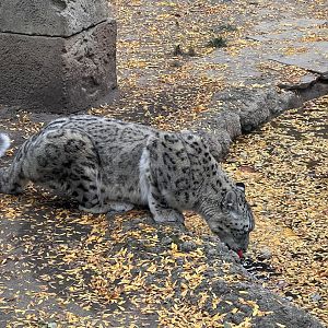 Yuki the male snow leopard