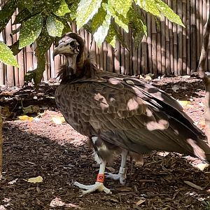 Bowser the hooded vulture