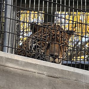 Jutai the male jaguar