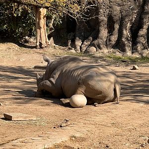 Tony the male Southern white rhino