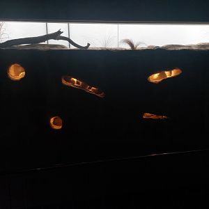 Grzimek house - Naked mole-rats