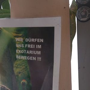 Free-ranging day geckos in exotarium