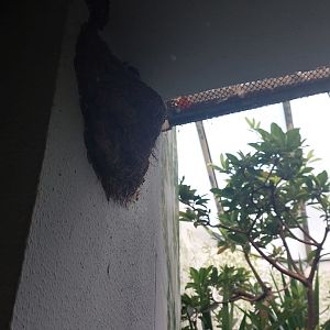 Old picatarthes nest in bird house