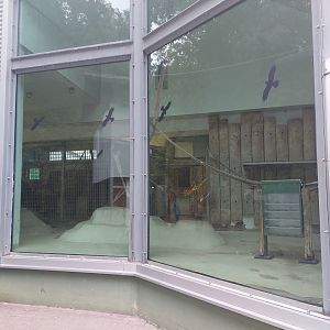 Sumatran orangutan indoor enclosure
