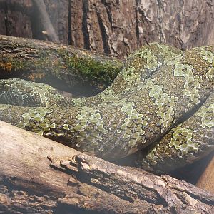 Mangshan pit viper