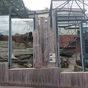 Ring-tailed lemur & rock hyrax enclosure