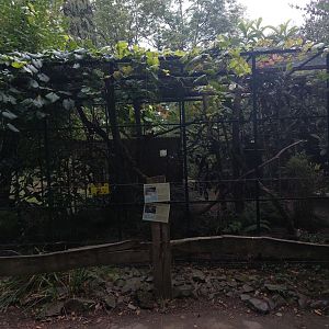 Kookaburra & Palawan peacock pheasant cage