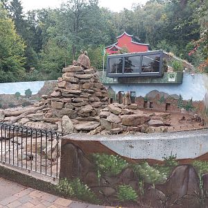 Hamadryas baboon enclosure