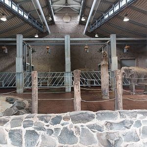 Asian elephant indoors