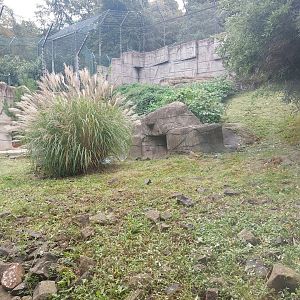 Snow leopard enclosure