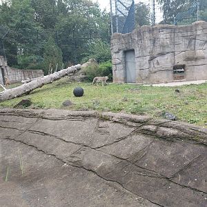 Snow leopard enclosure