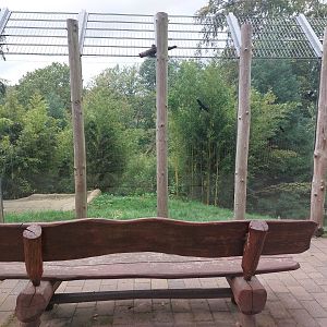 Dhole enclosure - upper view