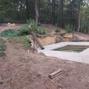 White lion enclosure