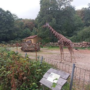 Reticulated giraffe enclosure