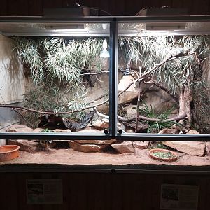 Jemen chameleon & pancake tortoise exhibit