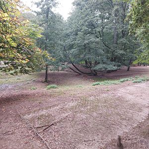 Vietnamese sika deer & blackbuck enclosure