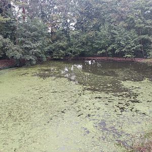 European beaver enclosure