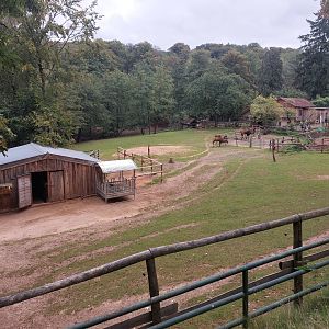 Bactrian camel enclosure