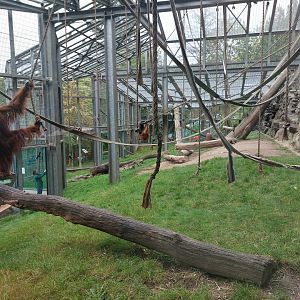 Sumatran orangutan outdoors